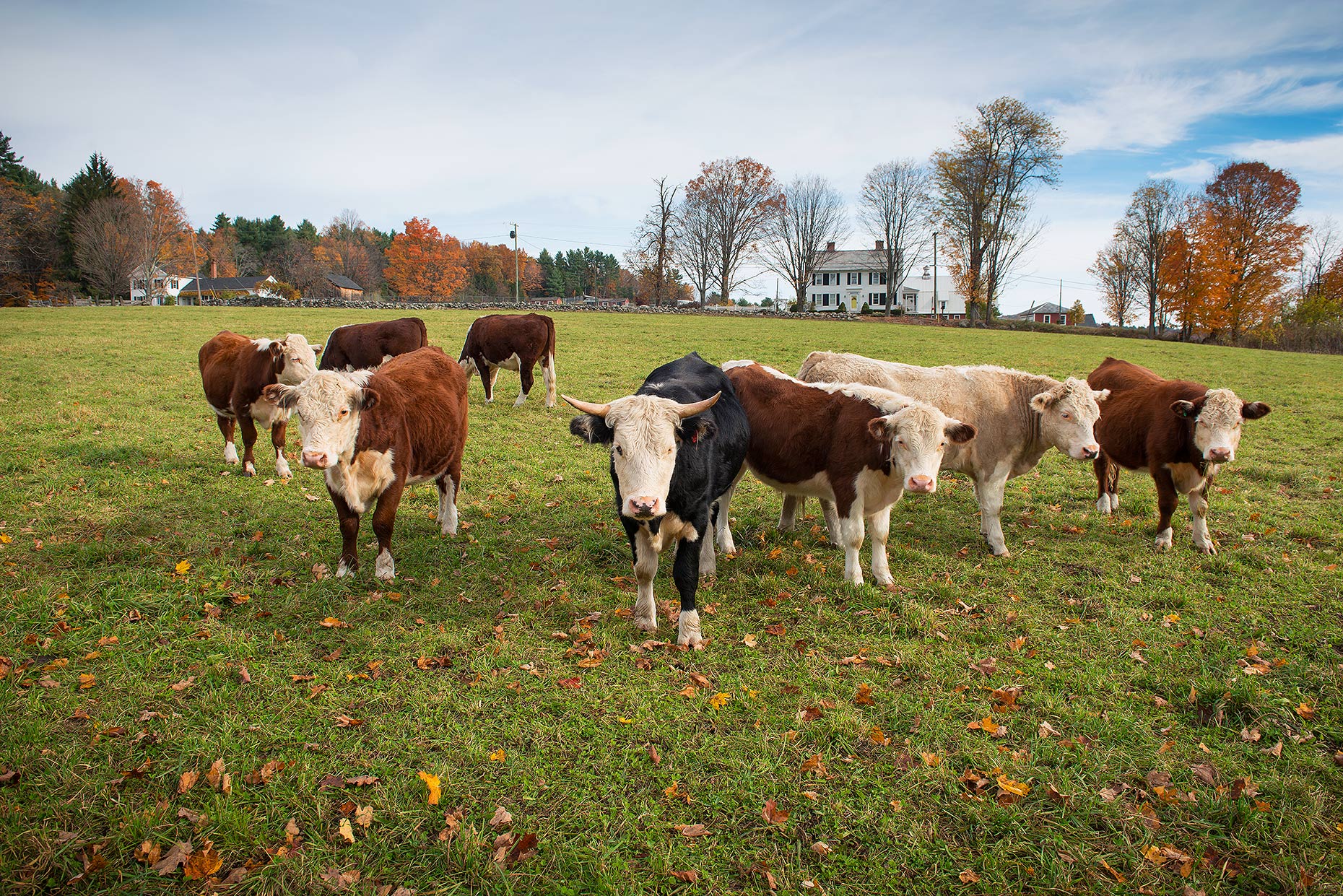 Bridgemont_cows