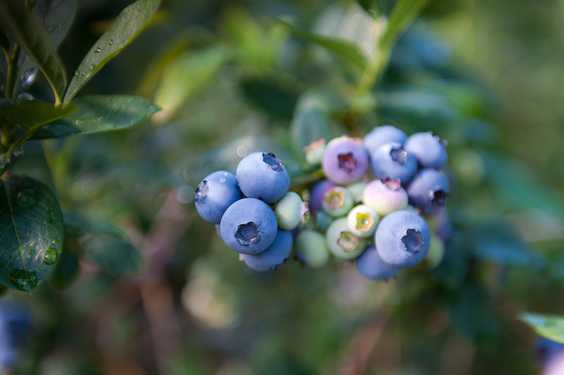 blue-berry