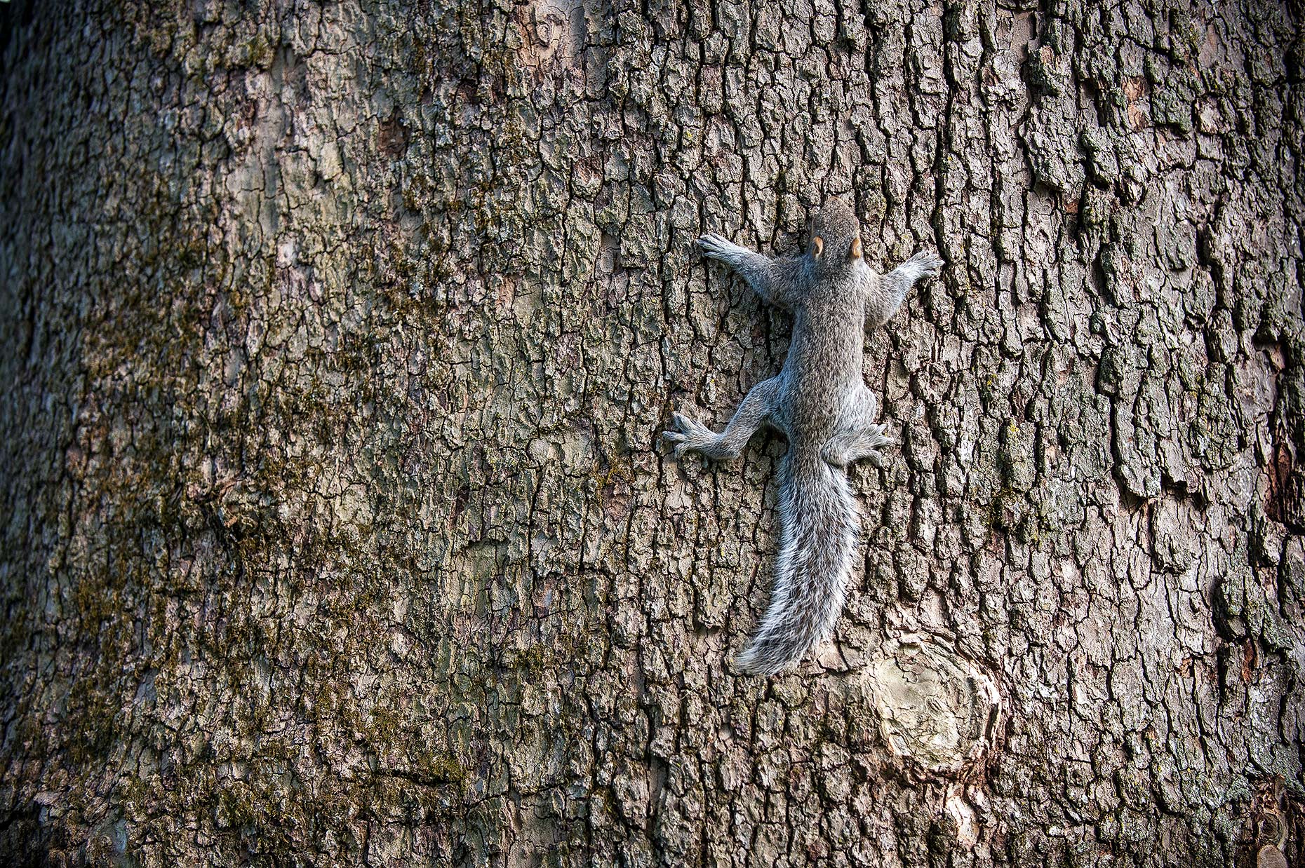 squirrel_18