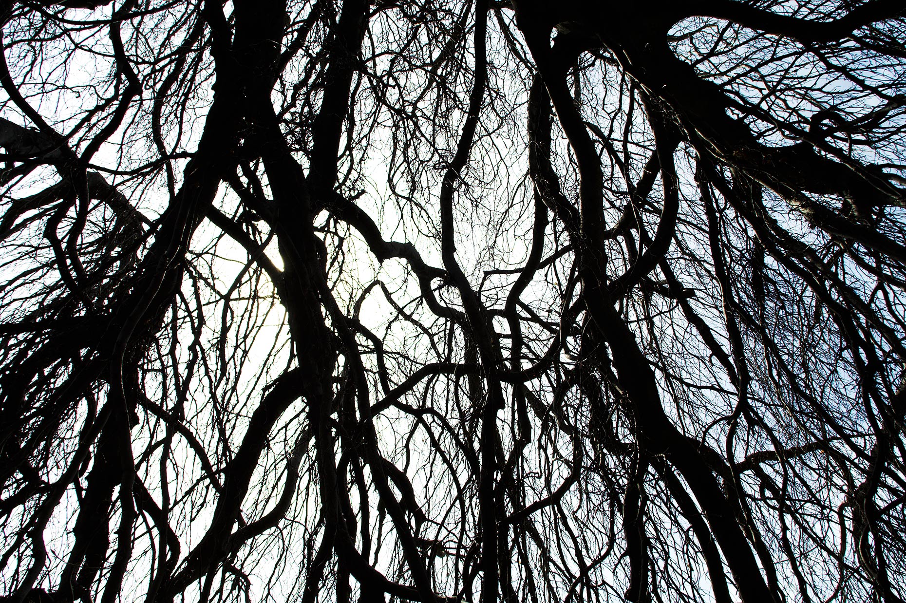 tree-branches_8